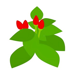 绿叶红果植物插画