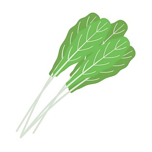 新鲜小白菜插画