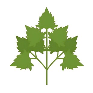 绿色枫叶植物插画