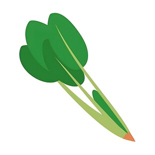 新鲜菠菜插画