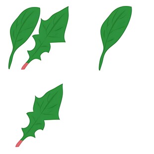 多样绿色叶片插画素材