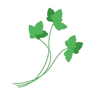 三株翠绿欧芹插画