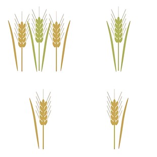 麦穗插画素材