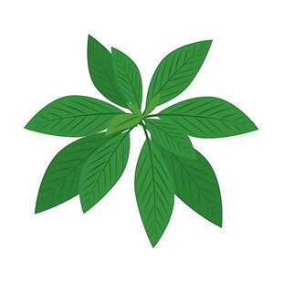 绿色五瓣叶片插画