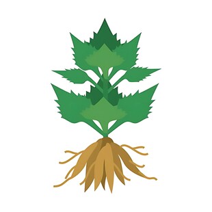 带根的绿色植物图示