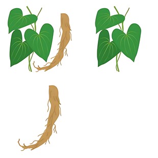 人参植株与根茎图示