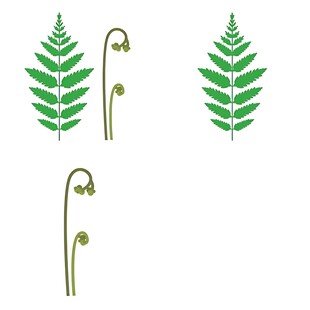 蕨类植物叶片与卷曲幼芽