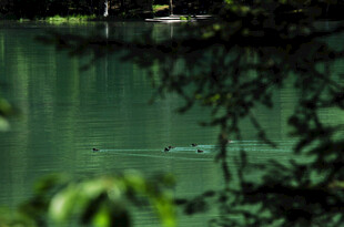 湖畔绿意中的静谧水面