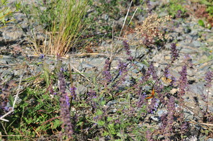 野外生长的多样低矮植物