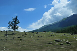 草原孤树与远山美景