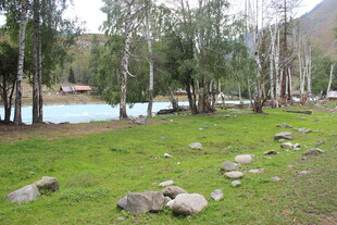 河畔草地树木自然风光