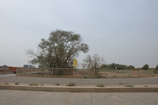 空旷荒地旁的孤树