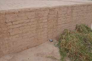 土墙旁的绿色植物