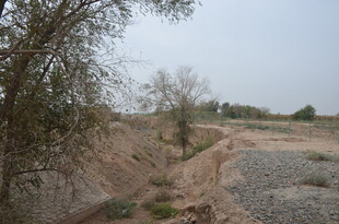 干旱荒地中的稀疏树木