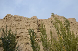 古老土崖旁的葱郁绿植