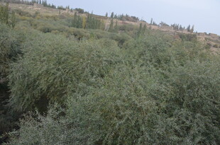 野外茂盛的绿色植物景观