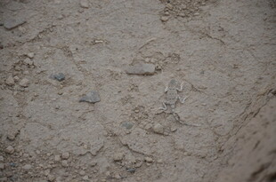 沙滩上的脚印与碎石