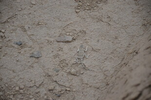 沙地上的小石子与痕迹