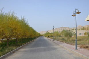 乡间林荫路 宁静且美好