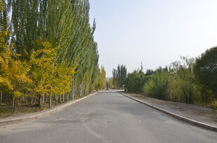 秋日林荫道美景