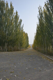 林荫大道 静谧秋日之路