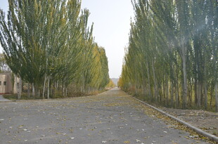 林荫大道 静谧秋日风光