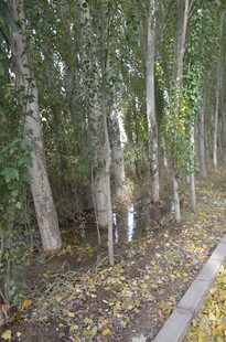 秋日林间小道 落叶与树木