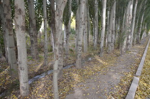 秋日林道 落叶铺就的静谧