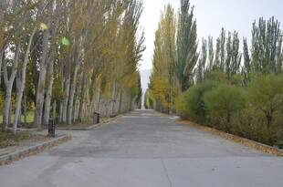 秋日林荫路美景