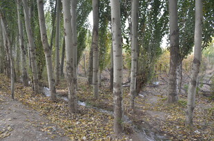 林间树木 落叶铺地