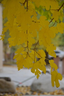 秋日枝头的金黄银杏叶