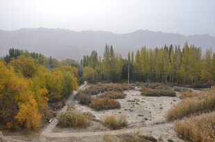 秋日河谷树林风光