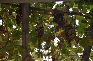 葡萄藤下的成熟紫葡萄