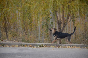 黑狗在户外草地欢快奔跑