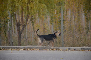路边黑狗站立于树木旁