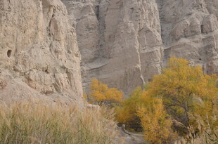 秋日崖壁旁的金黄植被