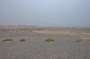 荒漠中的零星绿色植被