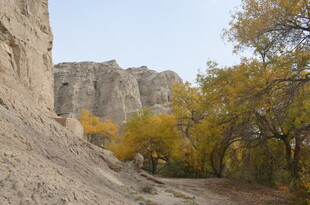 秋日峡谷边的金黄树木