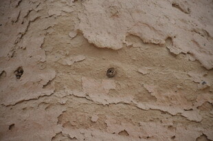 粗糙树皮纹理特写