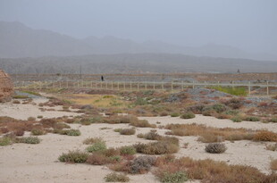 荒漠中的稀疏植被景观