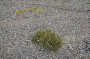 沙漠中的绿色小灌木