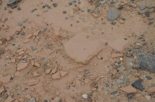 地面上的动物脚印痕迹