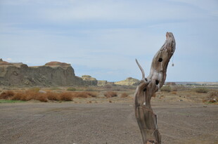 荒漠枯木 尽显苍凉之美