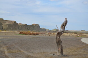 荒漠孤树 尽显苍凉之美