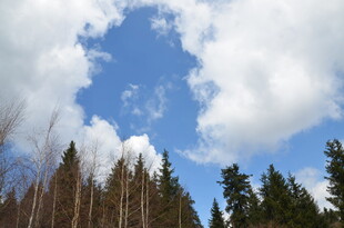 蓝天白云下的茂密树林