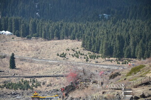 山间开阔地与茂密树林景观