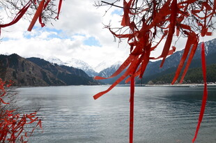 湖畔红枝垂 山水入画景