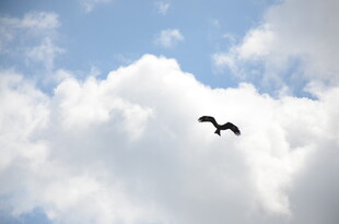 飞鸟翱翔于蓝天白云间