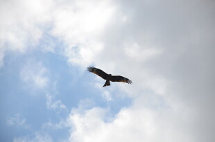 蓝天中翱翔的飞鸟