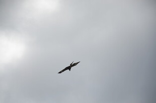 天空中翱翔的飞鸟